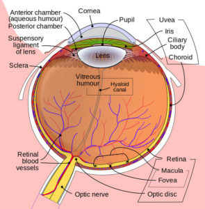 Diagram of the Eye