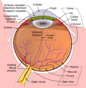 Eyeball Diagram